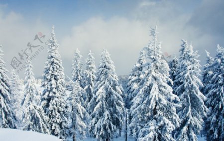 冬季雪景图片