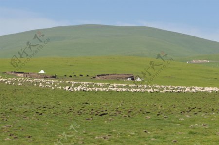大草原牛羊风景图片