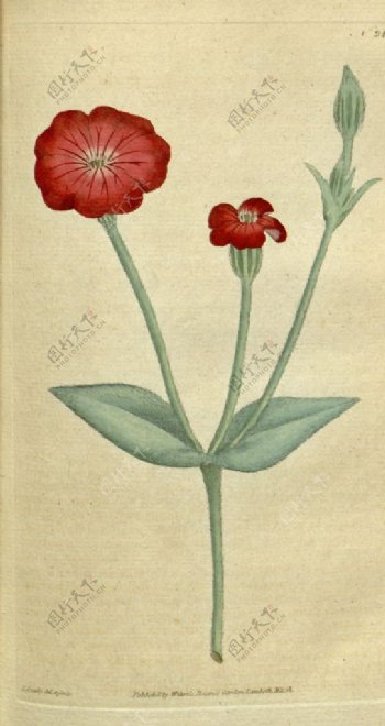 花类图鉴植物手绘图片