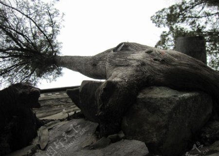 岩石树图片