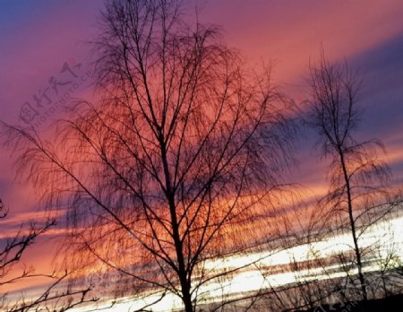 大树夕阳图片