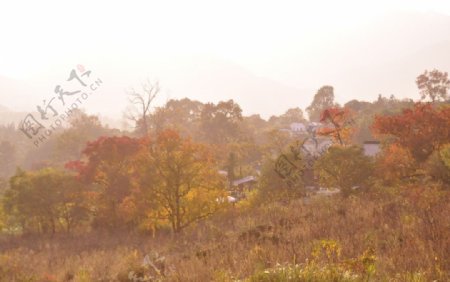 黄山红树林图片