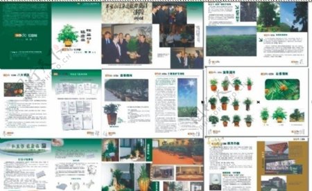 红豆杉画册图片