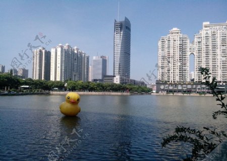武汉西北湖大黄鸭图片