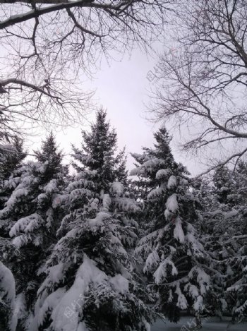 冬日里的群树图片