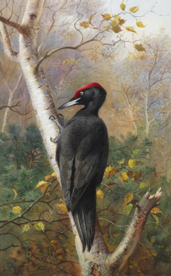 红顶黑啄木鸟图片