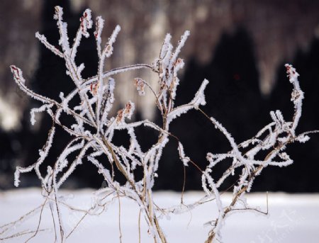 大雪迷幻图片