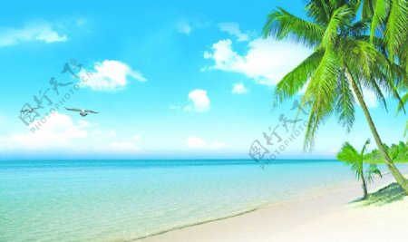 大海沙滩椰子树图片