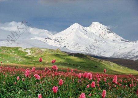 雪山下的草甸花海图片