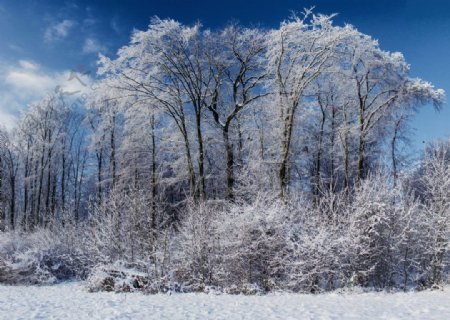 雪景图片