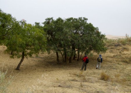 沙漠中的绿树和探险者图片