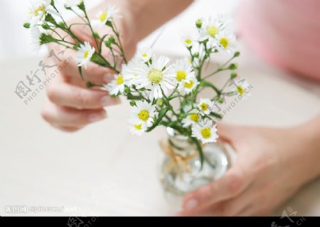 手握白菊花图片