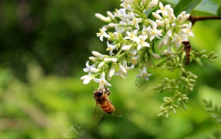 潍坊植物园蜜蜂图片