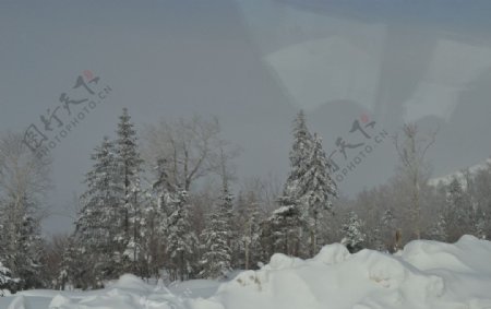 林海雪原图片