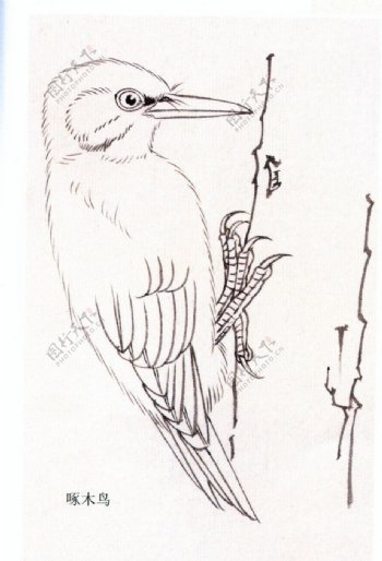 啄木鸟图片