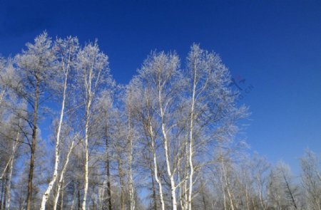 冬天五峰山树林风景图片