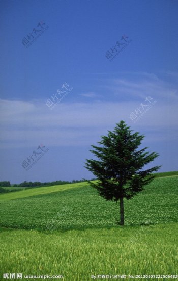 一棵树图片