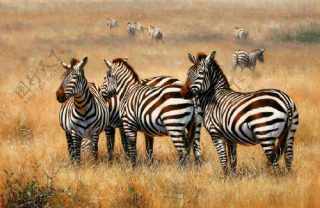 非洲草原的斑马图片