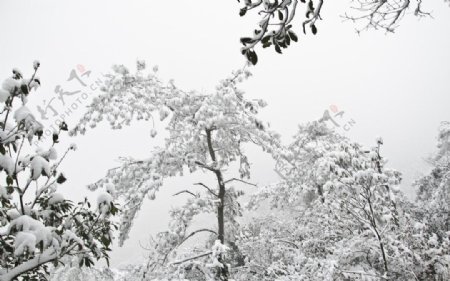 雪松图片