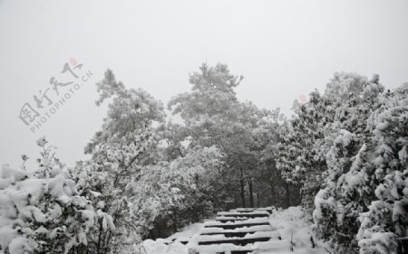 雪景雪松图片