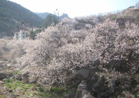 崂山樱花图片