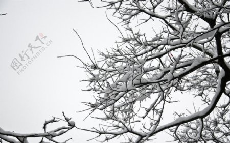 雪景积雪图片