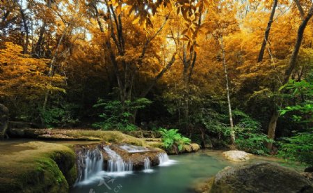 秋季林间流水图片