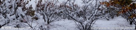 雪后美景图片