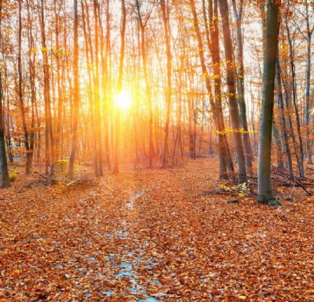 阳光下的金秋树林美景图片
