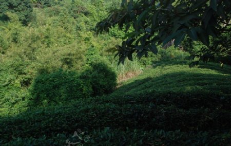 茶溪谷图片