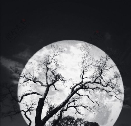 月与树图片