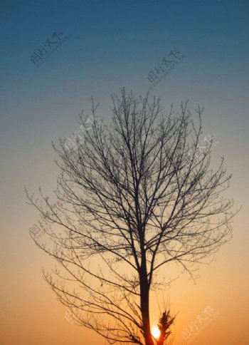树杈夕阳图片
