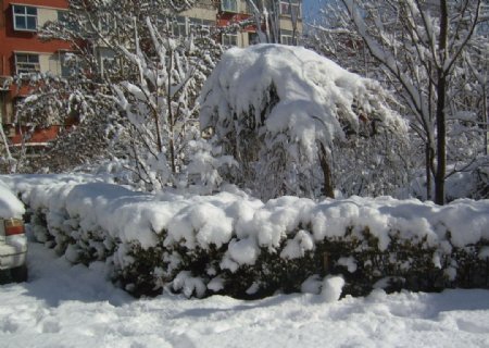花坛雪景图片