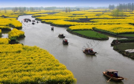 千岛菜花风景区图片