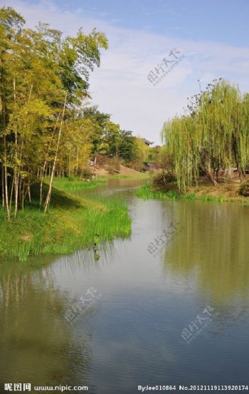 河边竹柳图片