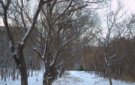 雪后小树林图片