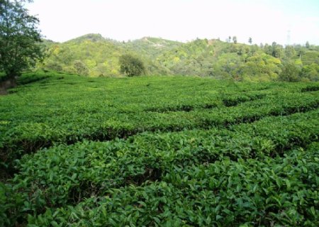 茶山图片