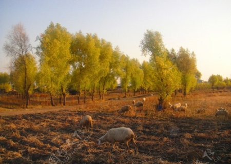 羊群柳树图片