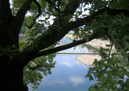 河边古树图片