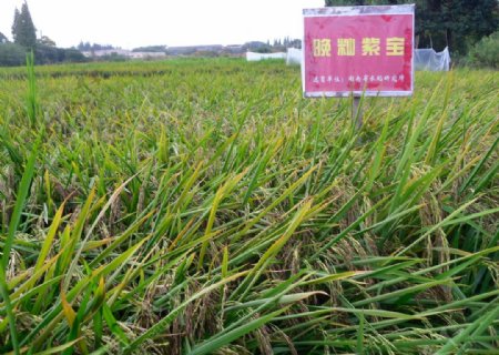紫米水稻图片