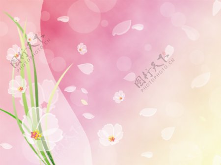 粉紫色透明花朵背景素材图片