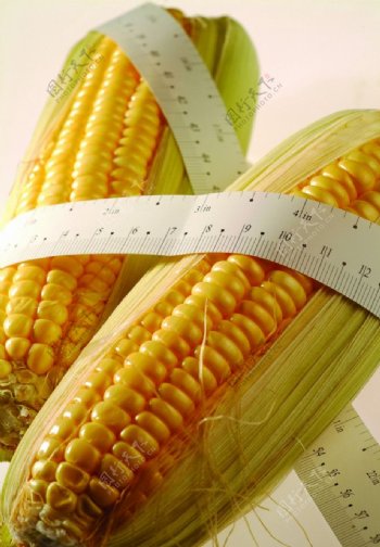 玉米高产图片