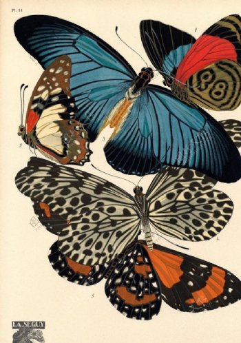 手绘蝴蝶素材图案图片