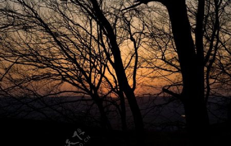 自然风光夕阳下的树图片