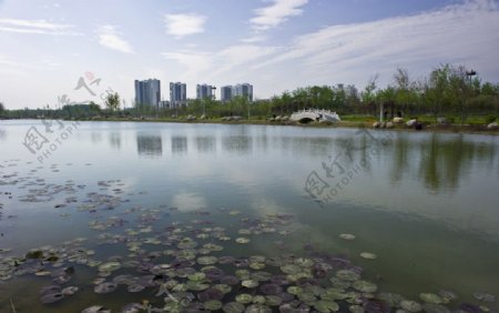 池水荷花建筑图片