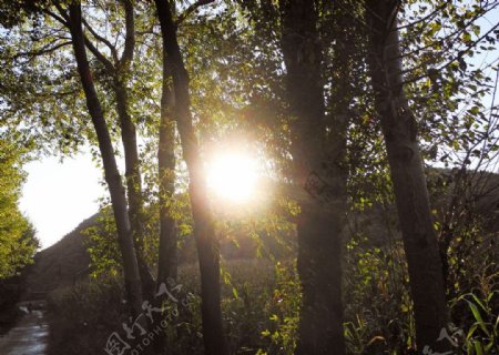 树林夕阳风景图图片