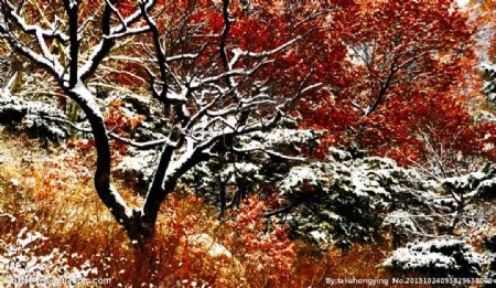 雪落树枝更苍劲图片