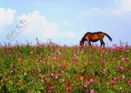 草原鲜花和骏马图片