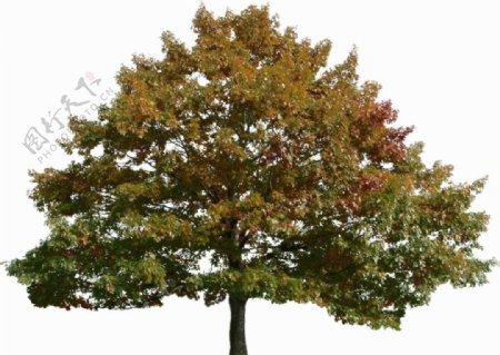 秋季树木带通道TIFF图图片