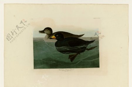 美国黑凫鸭图片